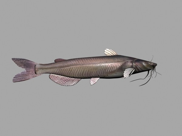 3d channel catfish - catfish by Sleepless Creations
